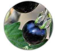 *Rareté* Tomate noire - 50 graines