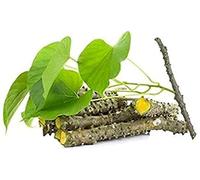 Rasayan Giloya | Giloy | Guduchi | Amrta | Gulvel Stem (Tinospora) Fresh Stems 7-Inch Each -13 Fresh