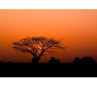 Rasch 363647 Papier peint photo non tissé avec motif africain coucher de soleil, savane, orange et noir