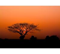 Rasch 363654 Papier peint photo non tissé avec motif africain coucher de soleil, savane, orange et noir