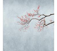 Rasch Magicwalls 361094 Papier peint photo non tissé avec branche de cerisier et fleurs roses, marron et bleu-gris 2,65 x 2,65 m (L x l)