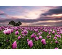 Rasch Magicwalls 363456 Papier peint photo non tissé avec champ de fleurs violet et vert, 2,65 x 3,71 m (L x l)