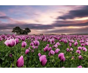 Rasch Magicwalls 363456 Papier peint photo non tissé avec champ de fleurs violet et vert, 2,65 x 3,71 m (L x l)