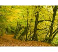 Rasch Magicwalls 363753 Papier peint photo non tissé avec une forêt verte et marron de la collection Magicwalls 2,65 x 3,71 m (L x l)