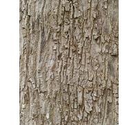 Rasch Magicwalls 363777 Papier peint photo non tissé avec écorce d'arbre marron de la collection Magicwalls, 2,65 x 2,12 m (L x l)