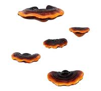 Rastapulz Lot de 5 étagères en forme de champignon - Décoration murale - Petite étagère murale comme sur la photo - Résine synthétique pour chambre à coucher - Décoration champignon - Étagères