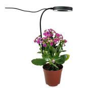 RASTKY Anneau D'ange à intensité Variable, Lumière à Spectre Complet pour Plantes, Imitation de la Lumière du Soleil, de Croissance LED Saine, Lampe Enfichable 5W pour Plantes en Pot, Minuterie de