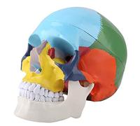 RASTKY Modèle Anatomique de Crâne Humain Adulte aux Couleurs Vives avec Mâchoire Mobile, Comprend un Guide de Reconnaissance des Couleurs, Idéal pour les étudiants et les éducateurs