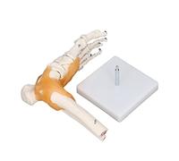 RASTKY Modèle de Pied Humain Grandeur Nature, Base Rotative Anatomique, Squelette, Mouvement des Ligaments Flexibles, Matériau PVC Résistant aux Hautes Températures pour les étudiants en Anatomie