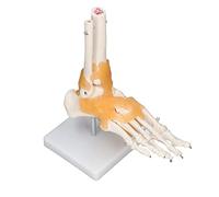 RASTKY Modèle de Pied Humain Os Anatomiques Précis avec Ligament pour les étudiants en Anatomie et en Art Matériau en PVC Taille Réelle 1: 1 Modèle de Squelette de Pied pour la Recherche en école de