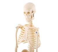 RASTKY Modèle de Squelette Humain économique avec Partie Supérieure de Tête Amovible, Outil D'enseignement Médical pour Apprendre Les Noms des Os, adapté aux Médecins et aux Physiothérapeutes