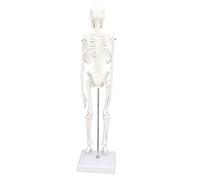 RASTKY Modèle détaillé de Mini Squelette de 45 Cm avec Structure Réaliste pour L'étude et la Décoration d'halloween pour Les Physiothérapeutes et Les Studios de Yoga.