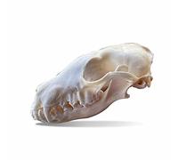 Raton laveur, crâne chat, crâne Coypi, crâne de raton musqué, crâne de renard, crâne de raton laveur, crâne de vison, spécimen de crâne de taxiderme