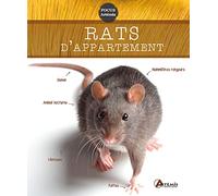 Rats D'appartement