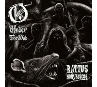 Rattus Norvegicus