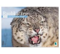Raubkatzen: Geschmeidige Jäger (Wandkalender 2026 DIN A2 quer), CALVENDO Monatskalender: Raubtiere: Elegant, stark und gefährlich