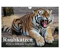 Raubkatzen. Wild, schön und kraftvoll (Wandkalender 2026 DIN A4 quer), CALVENDO Monatskalender: Die schönsten Raubkatzen in tollen Bildern