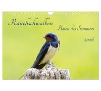 Rauchschwalben - Boten des Sommers (Wandkalender 2026 DIN A4 quer), CALVENDO Monatskalender: Rauchschwalben gelten als Boten des Sommers, wenn sie uns ... Flugeinlagen und liebevollen Gesänge betören.