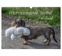Rauhaardackel Motte & Friends (Wandkalender 2026 DIN A3 quer), CALVENDO Monatskalender: Rauhaardackel "Motte vom Süderholz" und ihre Artgenossen