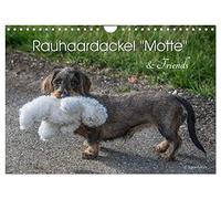 Rauhaardackel Motte & Friends (Wandkalender 2026 DIN A4 quer), CALVENDO Monatskalender: Rauhaardackel "Motte vom Süderholz" und ihre Artgenossen