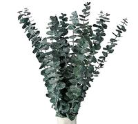 RAVEGO Eucalyptus Lot de 15 fleurs séchées naturelles d'eucalyptus - Fleurs séchées - Pour un mariage parfait - Décoration d'intérieur, YJL15