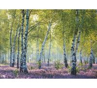 Ravensburger 12000117 Nature Edition 12000117-Birkenwald-Puzzle de 1000 pièces, pour Adultes et Enfants à partir de 14 Ans
