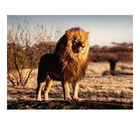 Ravensburger Löwe. Der König der Tiere - 1500 Teile Multicolore G