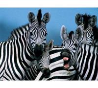 Ravensburger - Puzzle 1000 Pieces - Zebres Amusants