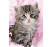 Ravensburger - Puzzle adulte - Douceur de Chaton - 500 pièces - de qualité supérieure - Dès 12 ans