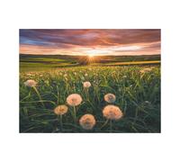 Ravensburger-Puzzle 500 pieces-Pissenlits au crépuscule-Des 12 ans-Puzzle de qualité supérieure-12000592