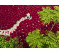 Ravensburger Puzzle 500 pièces – Un océan de Rouge – Adultes & enfants 12+ – Qualité supérieure