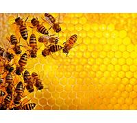 Ravensburger - Puzzle Adulte - Puzzle 1000 pièces - La Ruche aux Abeilles (Challenge Puzzle) - Adultes et Enfants à partir de 14 Ans - Puzzle de qualité supérieure - Nature - 12000614