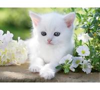 Ravensburger - Puzzle 1500 pièces Chaton blanc - Qualité supérieure 80x60 cm - Adultes 14+ - 12000706