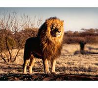 Ravensburger - Puzzle Adulte - Puzzle 1500 pièces - Le Lion, Le Roi des Animaux - Adultes et Enfants à partir de 14 Ans - Puzzle de qualité supérieure 80x60cm - Animaux Sauvages - 12000733