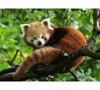 Puzzle 500 pièces : Adorable Panda roux