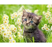 Ravensburger - Puzzle Adulte - Puzzle 500 pièces - Chaton dans la Prairie - Adultes et Enfants à partir de 12 Ans - Puzzle de qualité supérieure - Chat - Animaux - 12000367