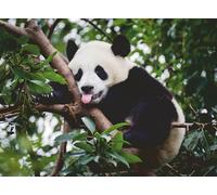 Ravensburger - Puzzle Adulte - Puzzle 500 pièces - Le Panda - Adultes et Enfants à partir de 12 Ans - Puzzle de qualité supérieure - Animaux Sauvages - 12000351