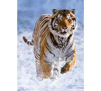 Ravensburger - Puzzle Adulte - Puzzle 500 pièces - Tigre dans la Neige - Adultes et Enfants à partir de 12 Ans - Puzzle de qualité supérieure - Animaux Sauvages - 12000148