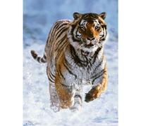 RAVENSBURGER Puzzle Tigre dans la neige 500 pièces