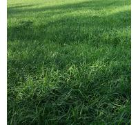 Ray-grass italien (Lolium multiflorum), 20 kg tetraploid