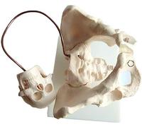 RAYACO Modèle Anatomique du Pelvis de la Femme fœtale, modèle Anatomique de l'accouchement de la Sage-Femme, modèle d'enseignement du Pelvis, pour l'outil de présentation de l'école