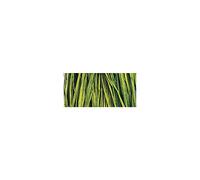 Rayher 5215085 Raphia Naturel, Ensemble 25 g, Vert