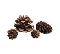 Rayher 55867505 Cônes de pin, de sapin, de mélèze, nature, assortis, kit 25pces