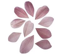 Rayher 85463268 Lot de 36 plumes coupées 5-6 cm Rose vieilli
