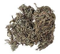 Rayher Lichen naturel séché, vert-gris, 1 sachet, 20g, arts créatifs, modélisme, floristique, automne, crèche, Noël-85492000
