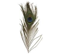 Rayher Lot de plume de paon, vert, 3 pces., 25cm, 8510300