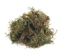 Rayher Mousse naturelle séchée, vert, 1 sachet, 100g, en tapis, arts créatifs, modélisme, floristique, automne, nid de pâque, crèche, Noël-8508300