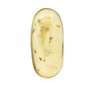 REAL-GEMS Véritable ambre du Myanmar de forme ovale avec inclusions fossiles et insectes