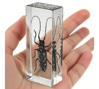 Real Longhorn Beetle in Clear Resin - Preserved Insect Specimen for Display, Educational Collection, or Paperweight Decor