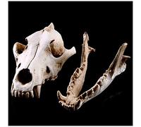 Réaliste Réplique De Loup Réal Skull Réal Résine Crâne Artisanat Squelette Animal Statue Médicale Enseignement Squelette Enseignant pour Accueil Bar Décoratif, Accessoires De Décoration De Hallween